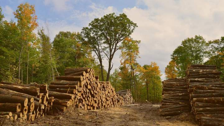 Vente de bois de chauffage Dole