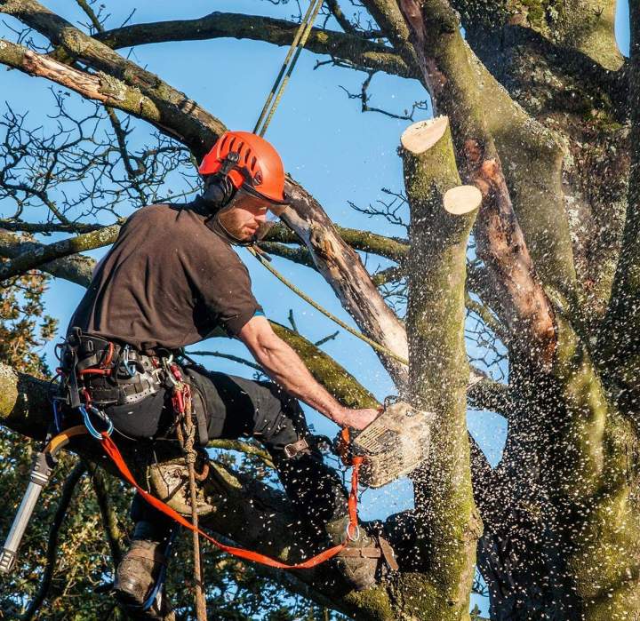 Nous effectuons des tailles précises pour vos arbres.