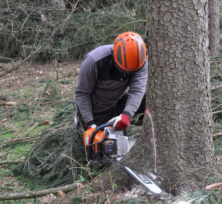 Des professionnels de l’abattage d'arbres à Dole